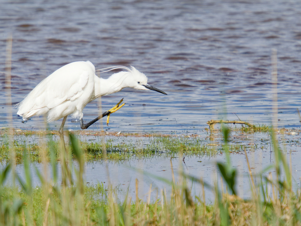 Little Egret